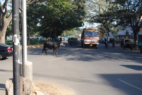 Bangalore_Fev10_007